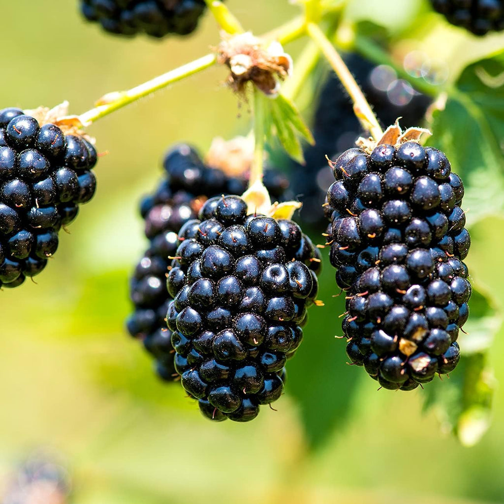 3 Gallon BlackBerry Bush F776413