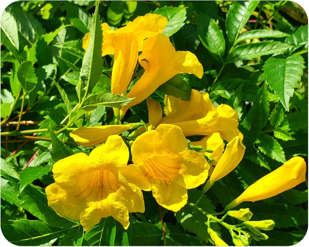 Yellow Bells Flower Live Plant Starter Size 4 Inch Pot L96273