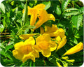 Yellow Bells Flower Live Plant Starter Size 4 Inch Pot L96273