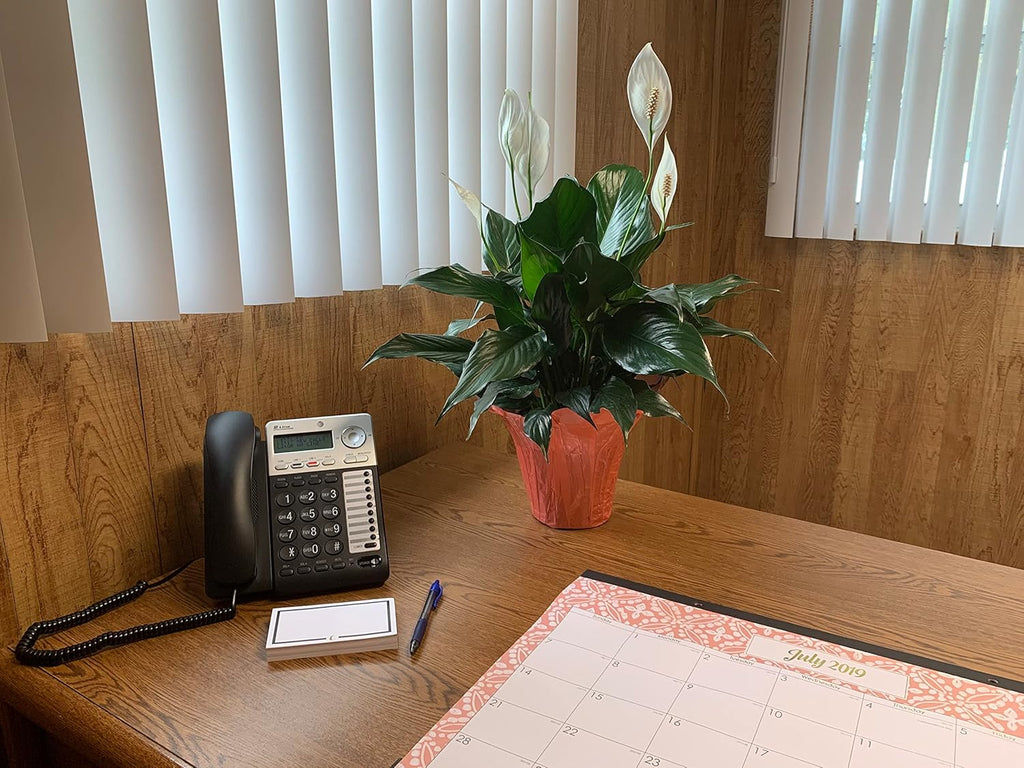 6" Pot Spathiphyllum Plant F55539