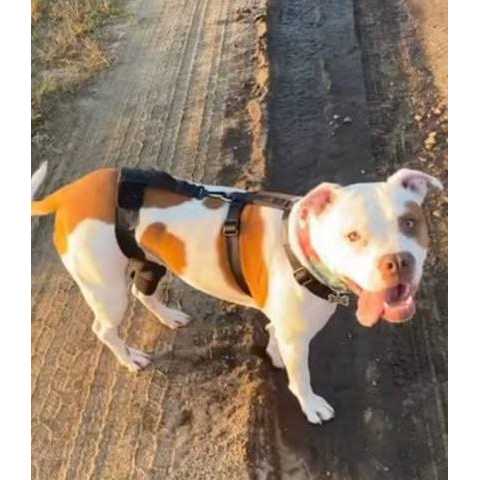 Dog & Cat Knee Brace X3093