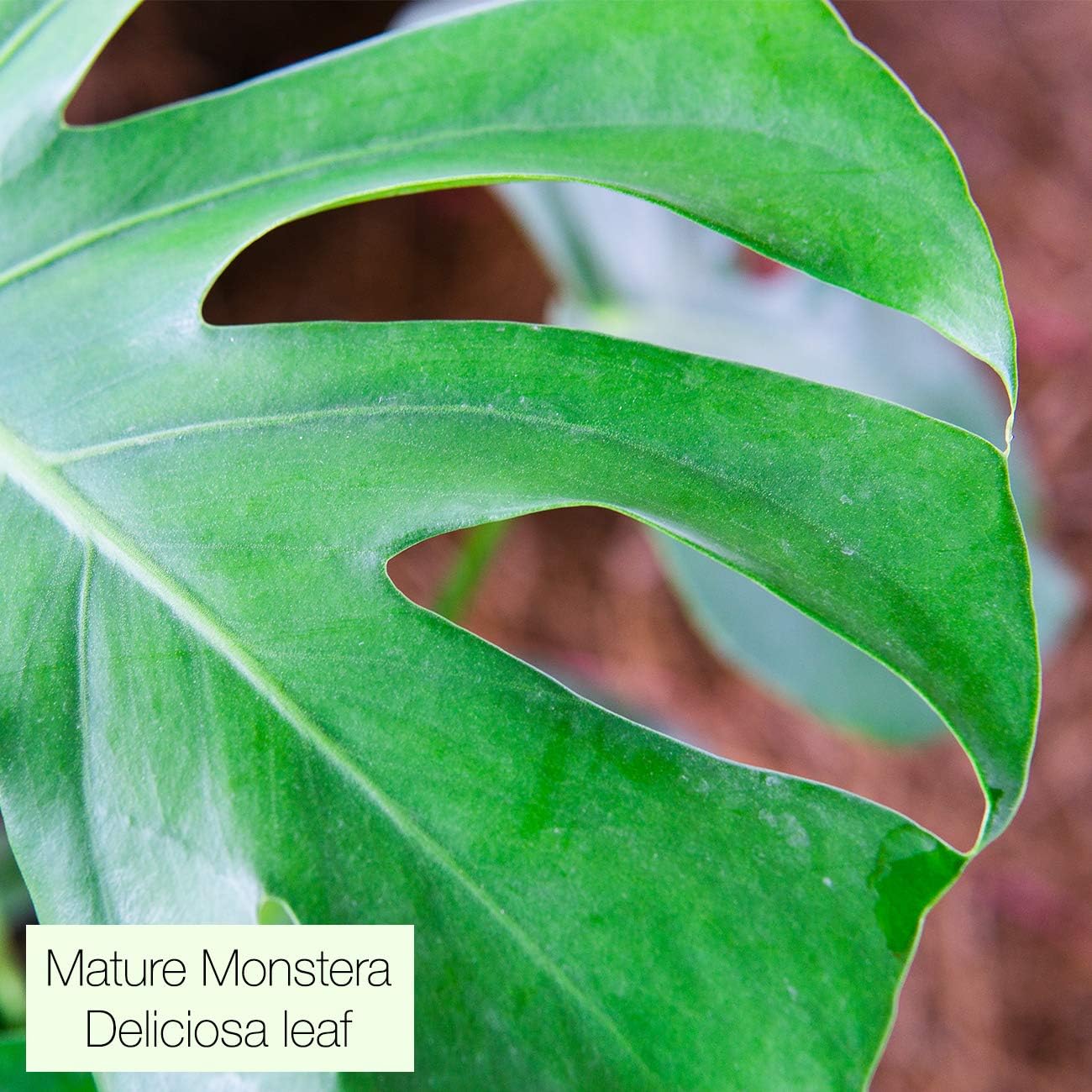 Monstera Deliciosa in 6in. Grower's Pot Y612306