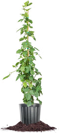 3 Gallon BlackBerry Bush F776413