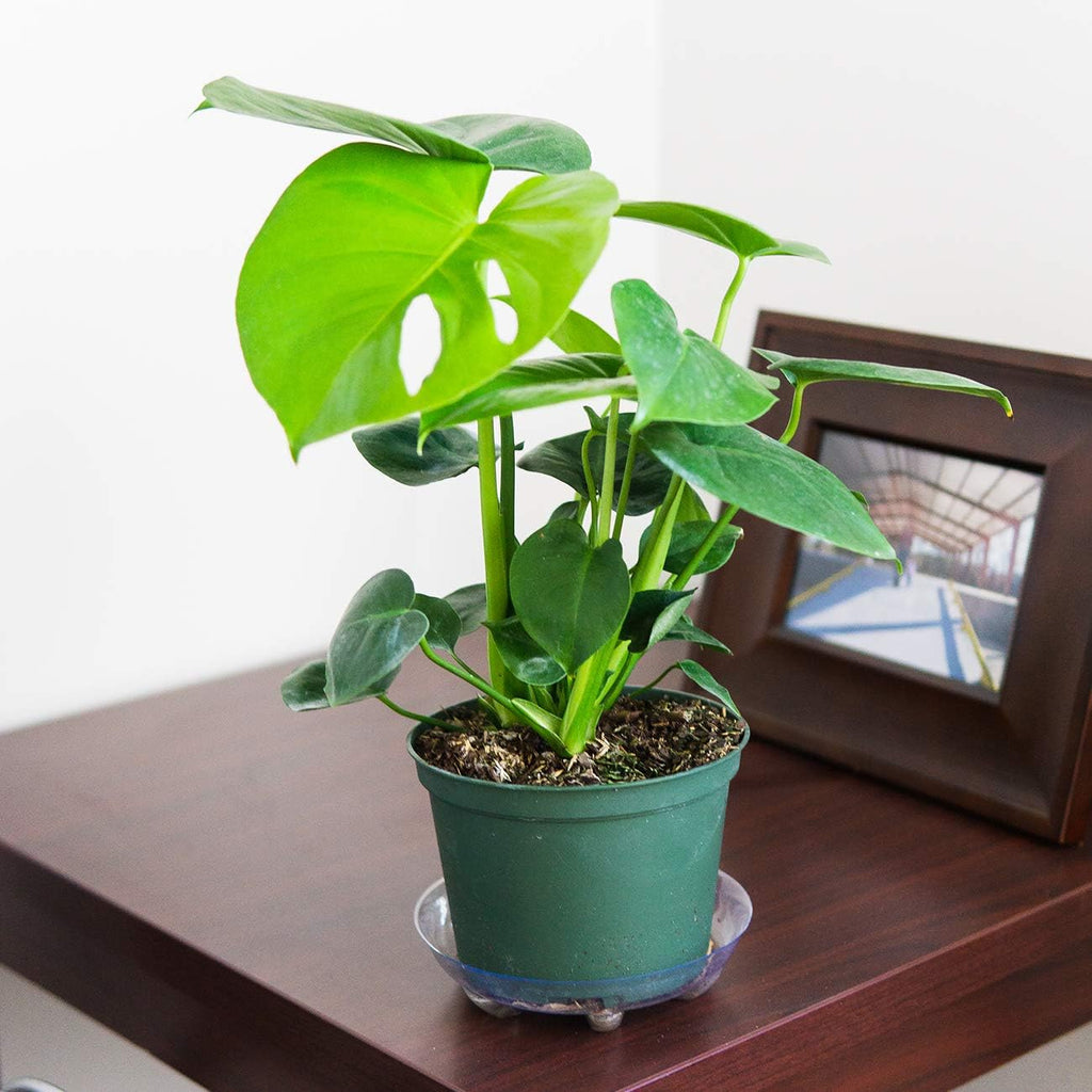 Monstera Deliciosa in 6in. Grower's Pot Y612306