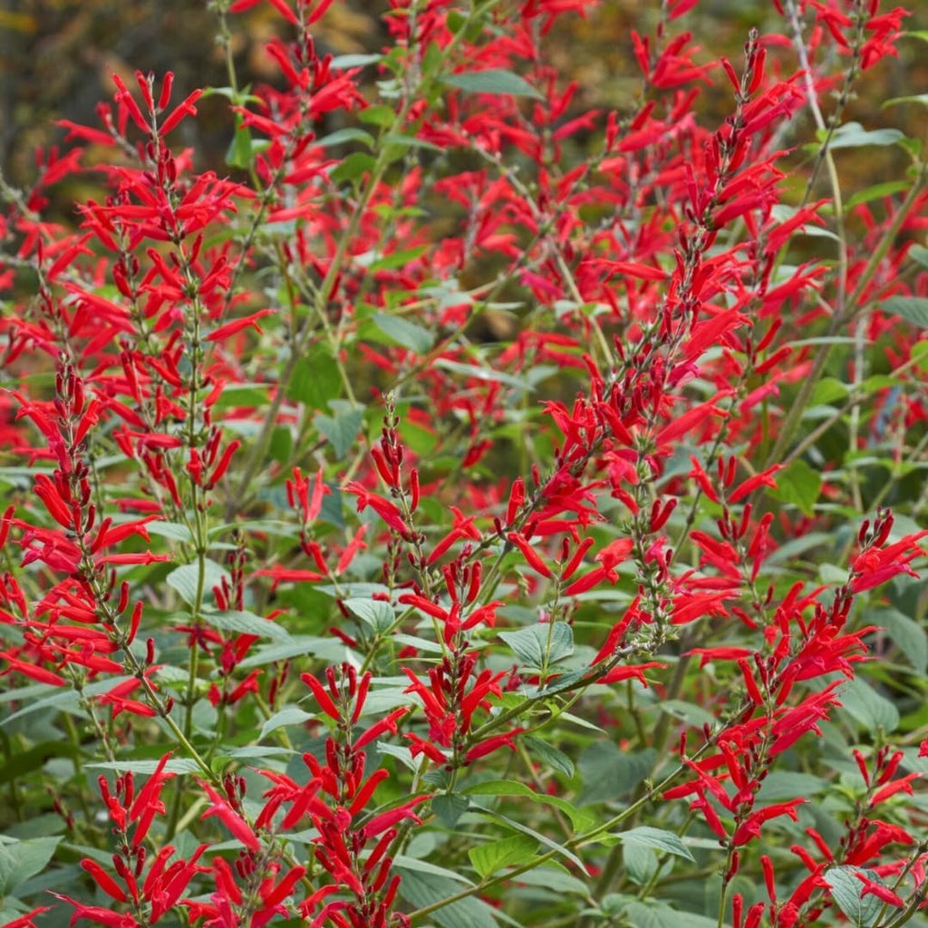 2 Red Pineapple Sage Plants in Pot Q88641