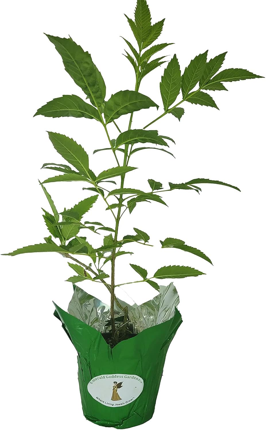 Yellow Bells Flower Live Plant Starter Size 4 Inch Pot L96273