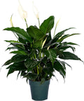 6" Pot Spathiphyllum Plant F55539