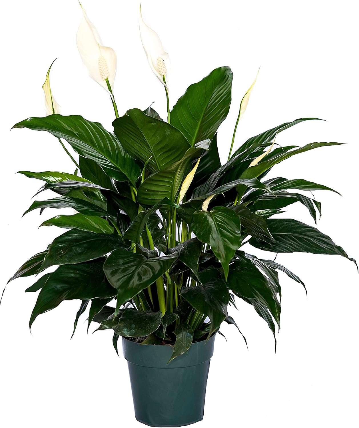 6" Pot Spathiphyllum Plant F55539