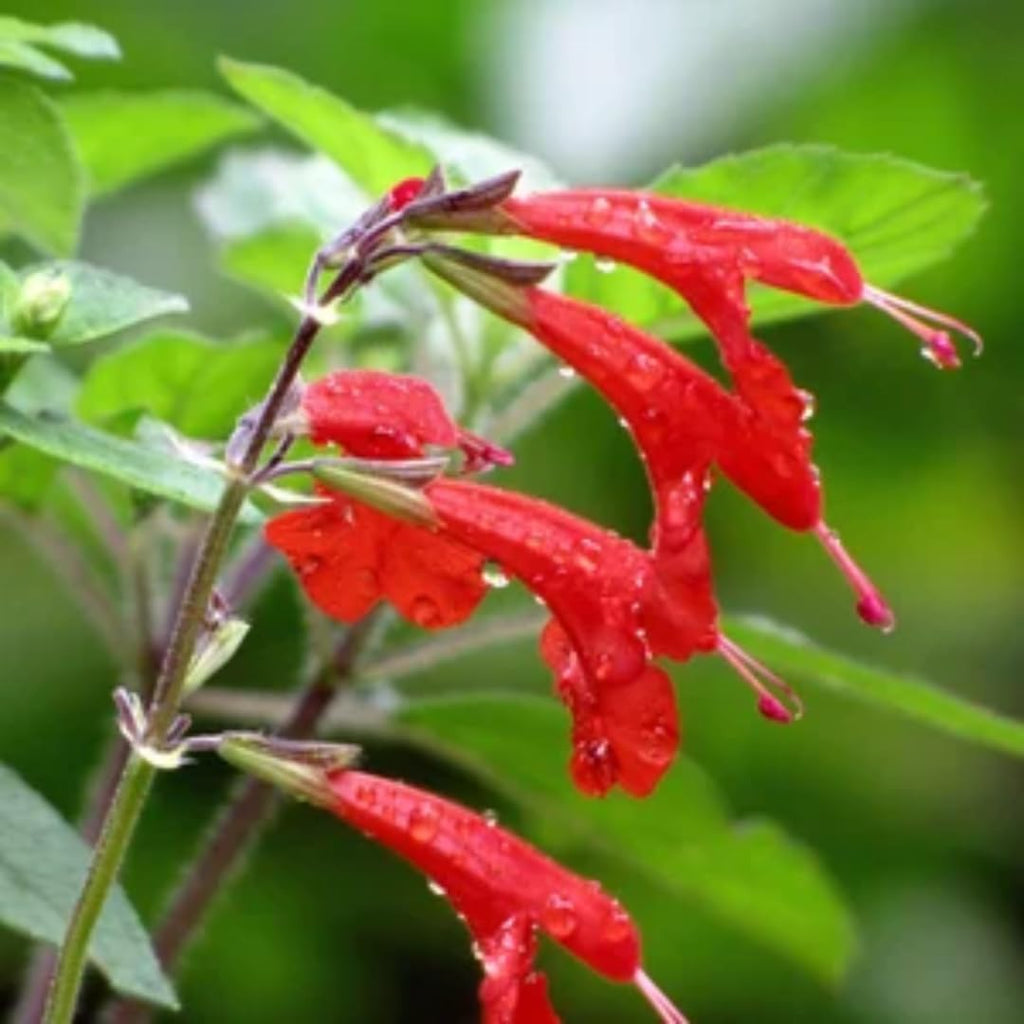 2 Red Pineapple Sage Plants in Pot Q88641