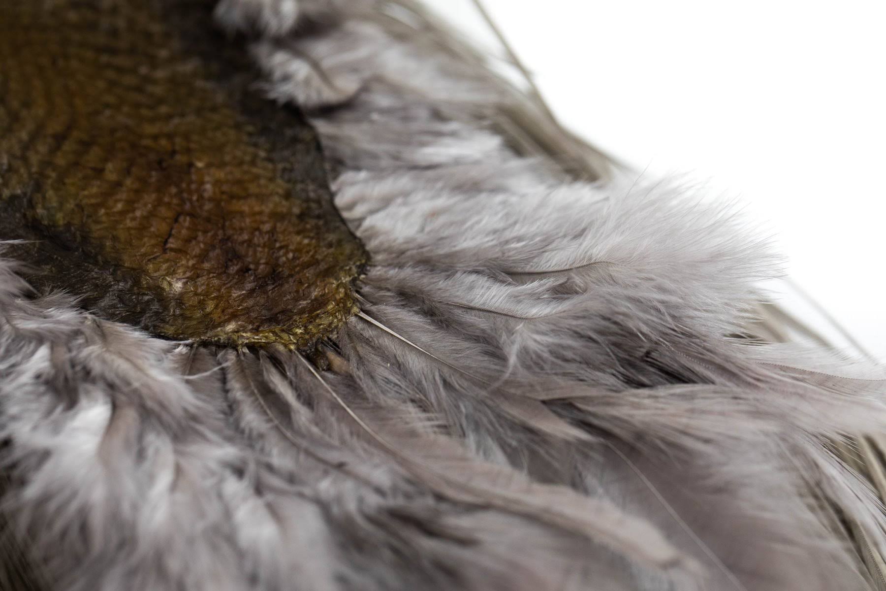 Natural Dun Dry Fly Hackle Full Saddle A9948