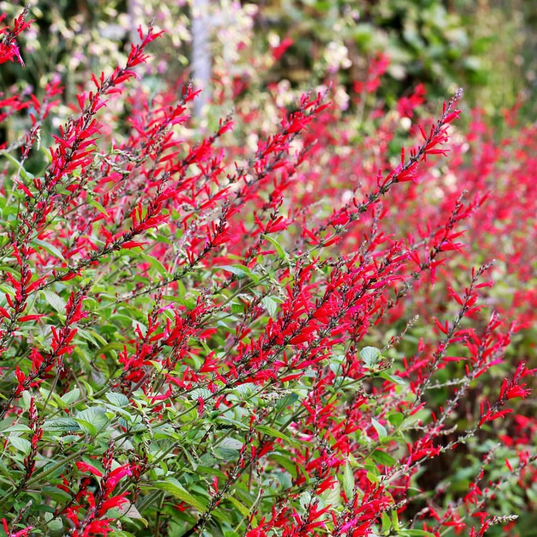 2 Red Pineapple Sage Plants in Pot Q88641