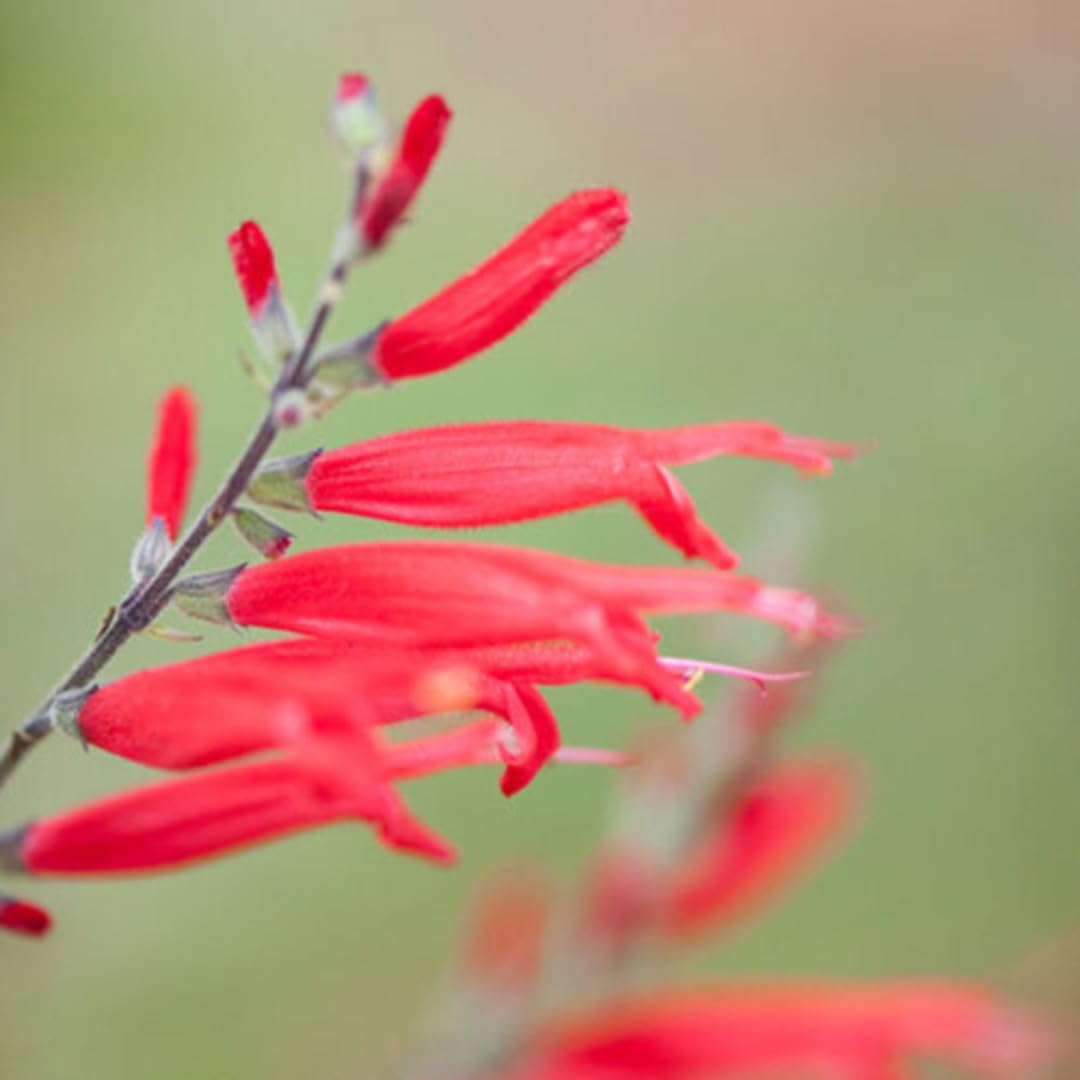 2 Red Pineapple Sage Plants in Pot Q88641