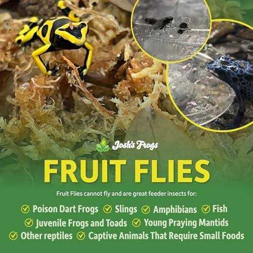 Producing Wingless Drosophila Melanogaster Fruit Fly Culture E60667