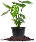 Monstera Deliciosa in 6in. Grower's Pot Y612306