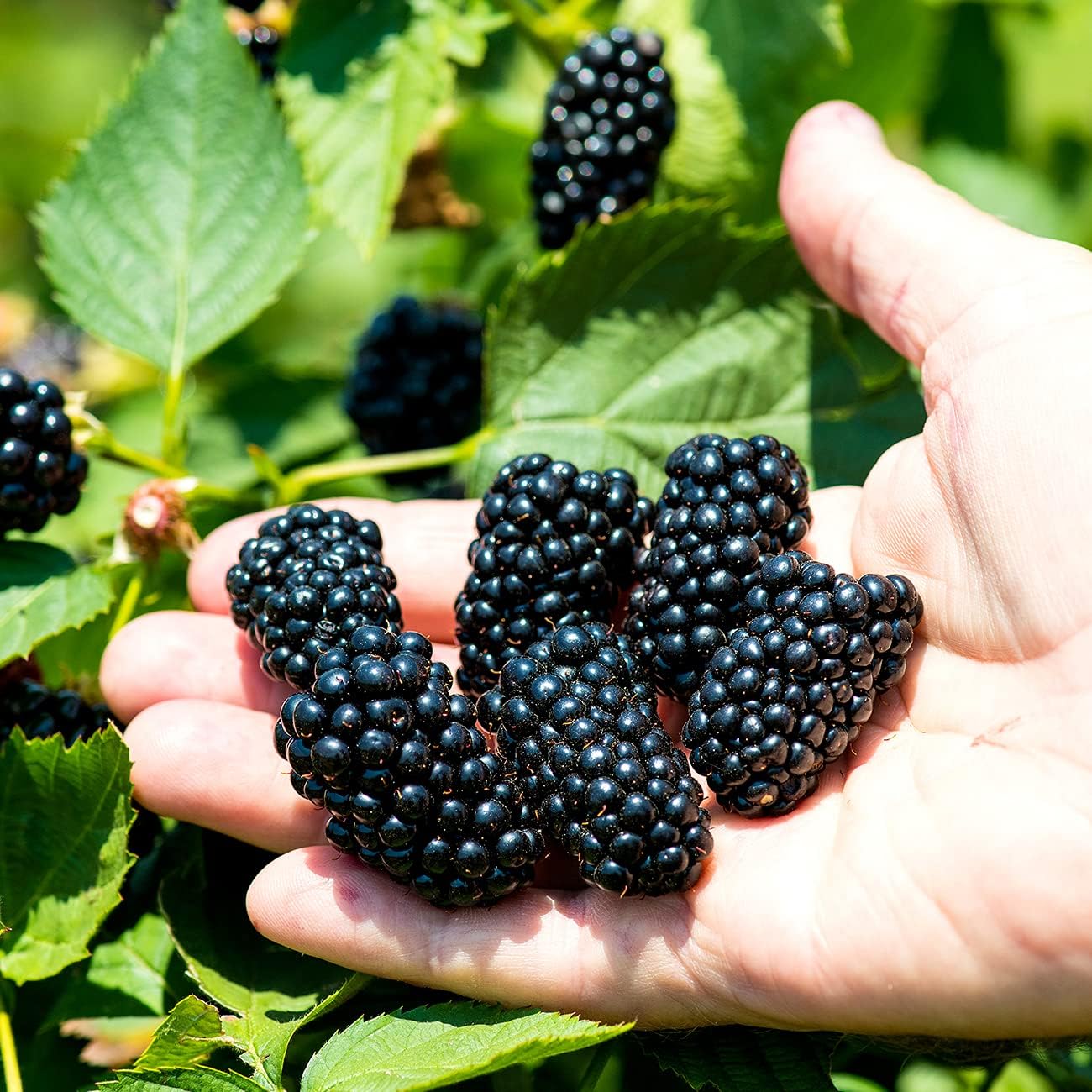 3 Gallon BlackBerry Bush F776413