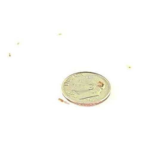 Producing Wingless Drosophila Melanogaster Fruit Fly Culture E60667
