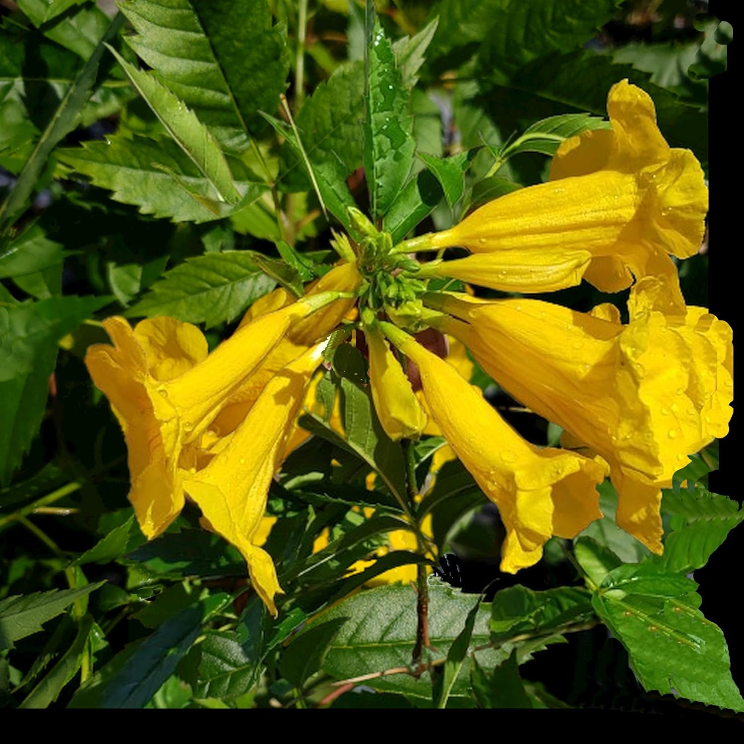 Yellow Bells Flower Live Plant Starter Size 4 Inch Pot L96273