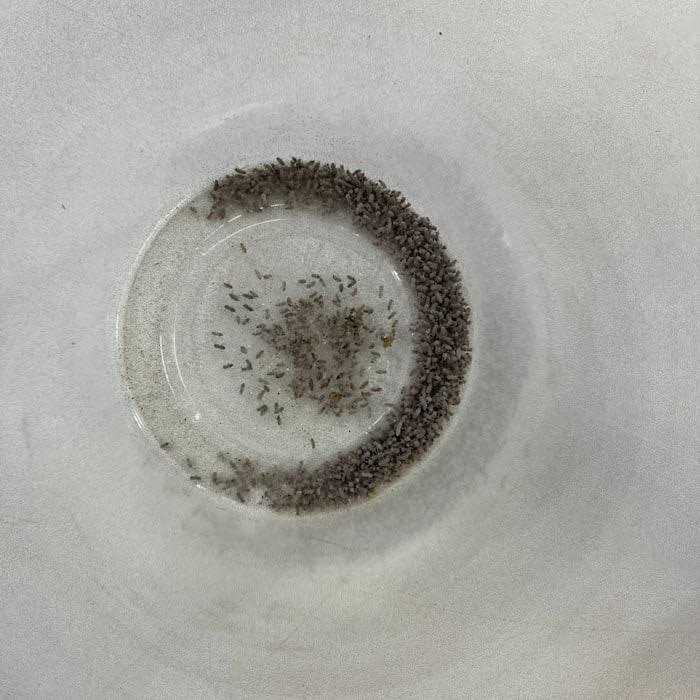 Producing Wingless Drosophila Melanogaster Fruit Fly Culture E60667