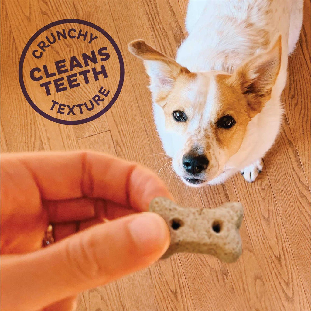 Mini Baked Dog Treats Biscuits F82133