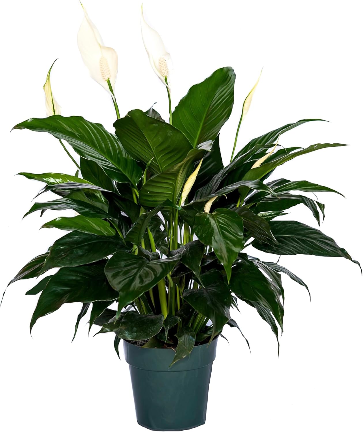 6" Pot Live Spathiphyllum Plant S66759
