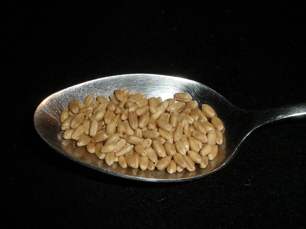 Hard White Wheat Berries 5 Pounds Organic Non-GMO Z9353