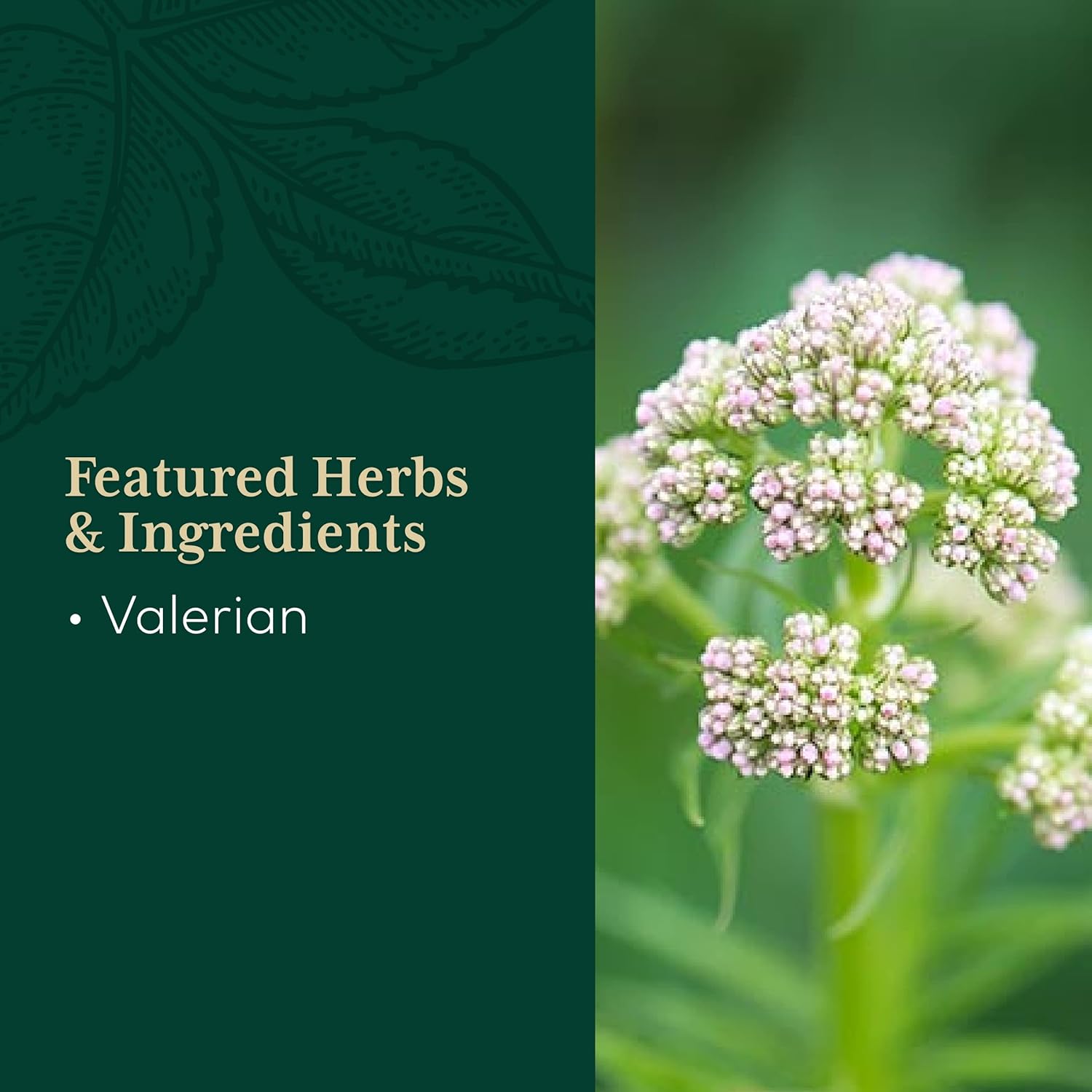 Valerian Root Capsules - 60 Vegan Liquid Phyto-Capsules D655