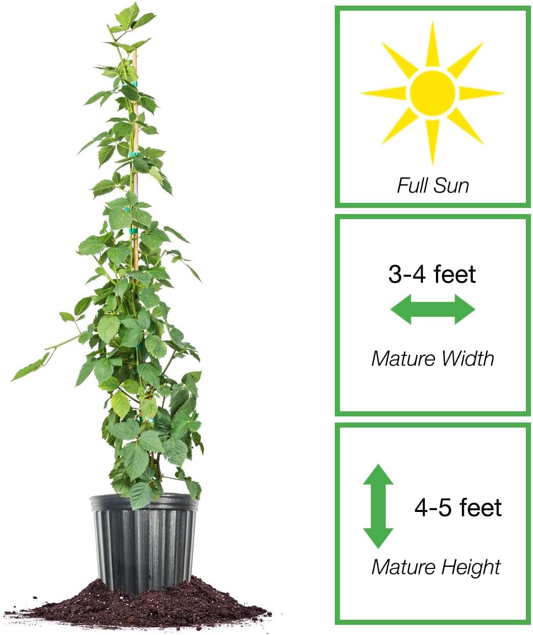 3 Gallon BlackBerry Bush F776413