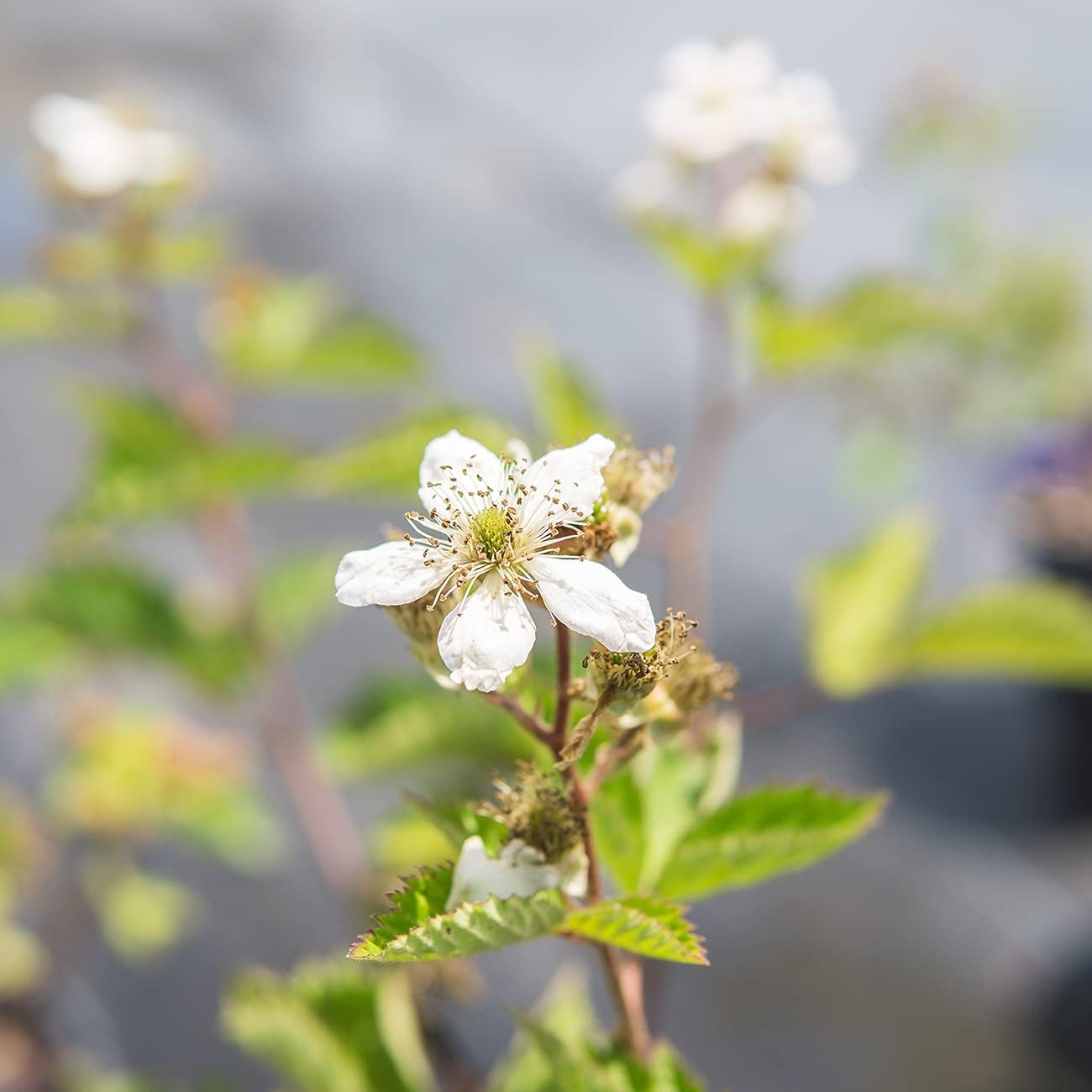3 Gallon BlackBerry Bush F776413