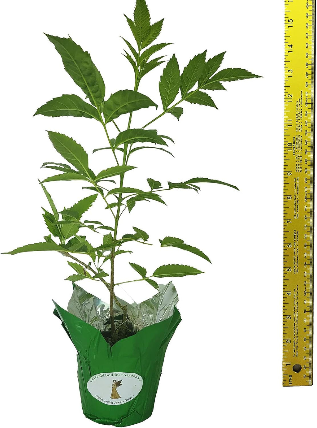 Yellow Bells Flower Live Plant Starter Size 4 Inch Pot L96273