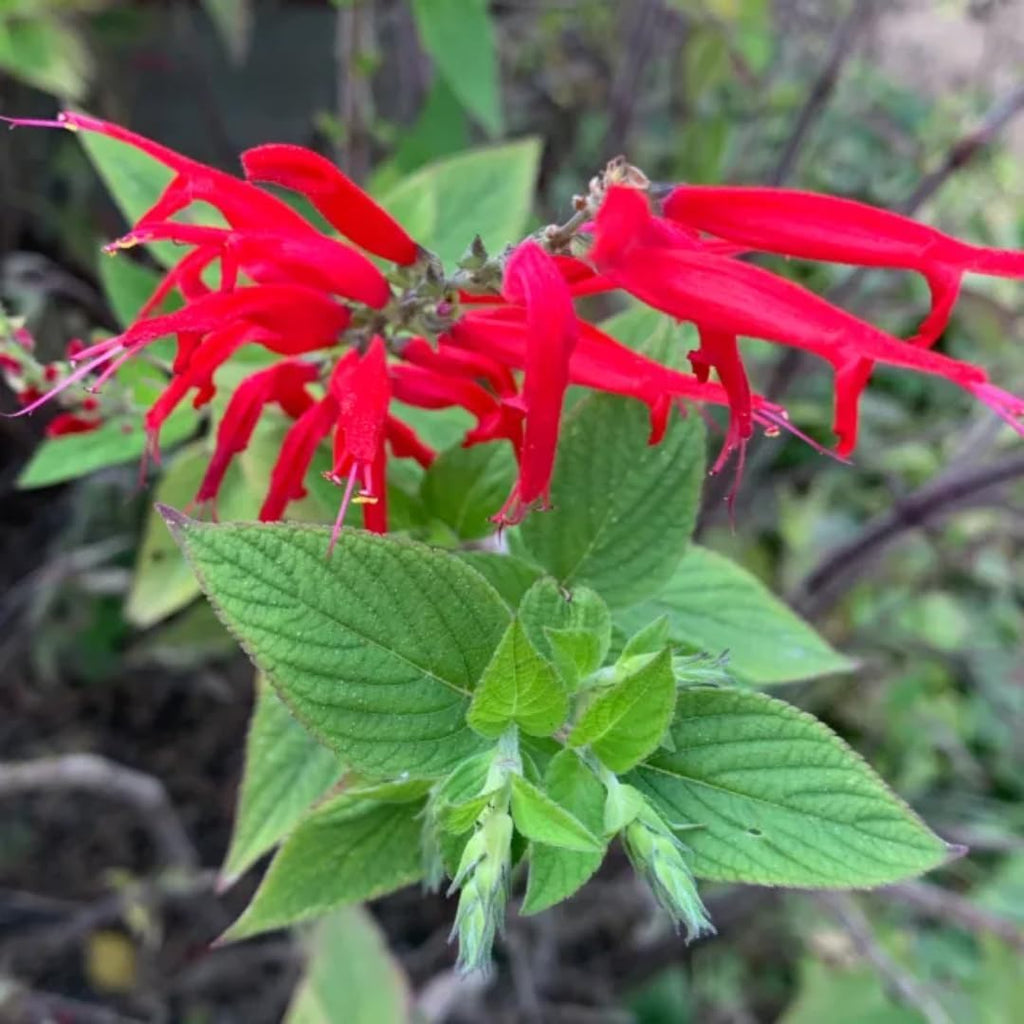 2 Red Pineapple Sage Plants in Pot Q88641