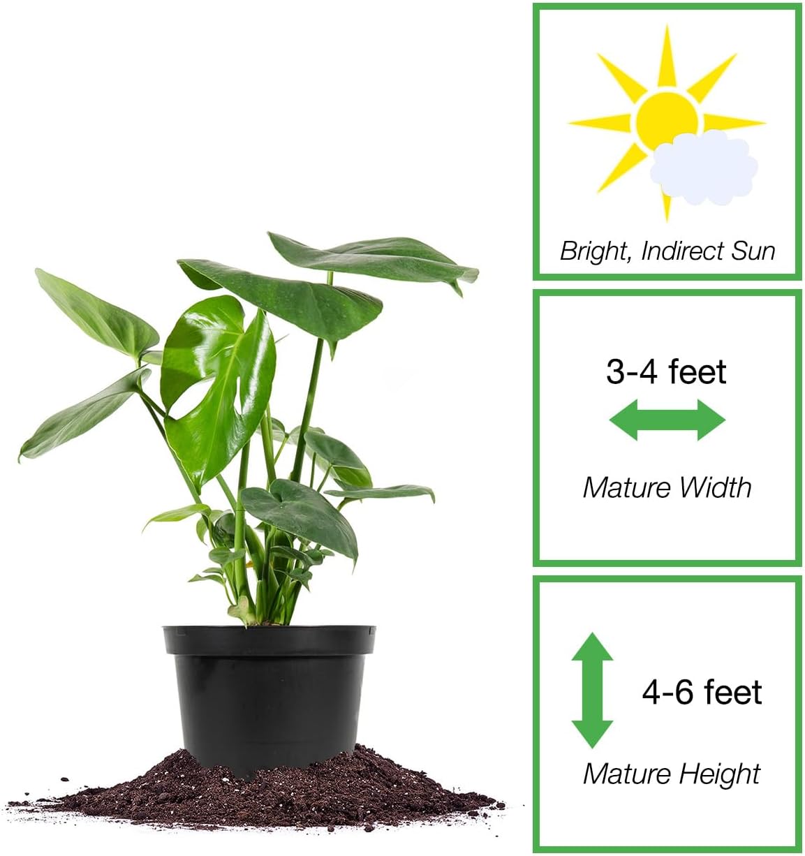 Monstera Deliciosa in 6in. Grower's Pot Y612306
