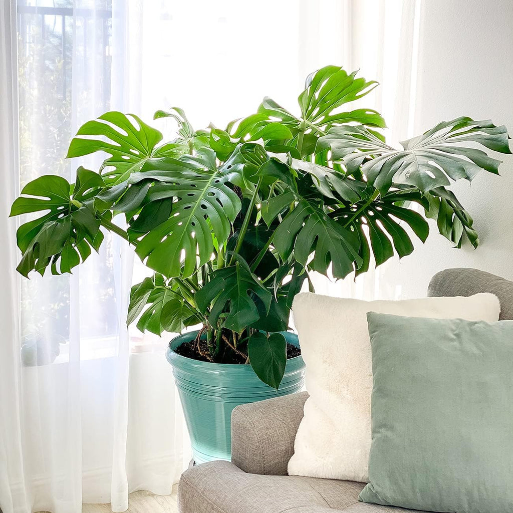 Monstera Deliciosa in 6in. Grower's Pot Y612306